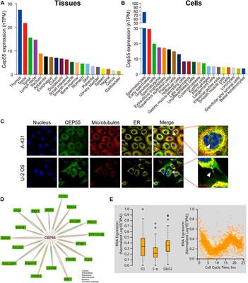 Cancer-testis antigen CEP55 serves as a prognostic biomarker and is correlated with immune infiltration and immunotherapy efficacy in pan-cancer